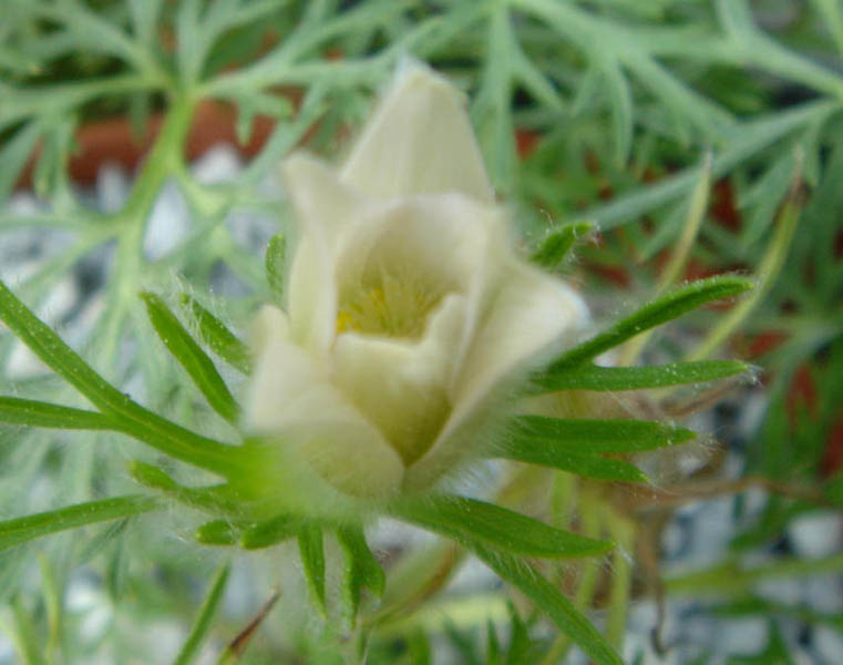 Pulsatilla vulgaris 'alba' en fleurs dans une prairie d'Europe occidentale